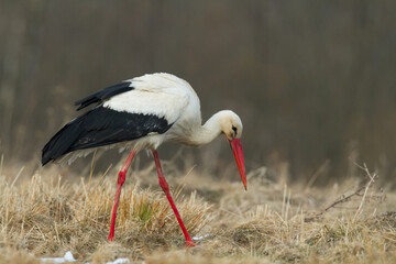 Bird White Stork Ciconia ciconia hunting time summer in Poland Europe