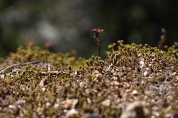 Undergrowth in a Mediterrenean forest