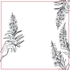 Herbal tea plant.  Vector sketch  illustration.