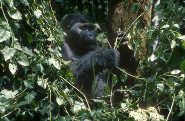 Gorille des montagnes, Gorilla beringei beringei, République démocratique du Congo