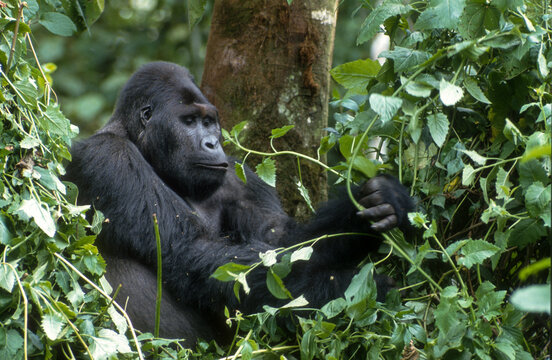 Gorille des montagnes, Gorilla beringei beringei, République démocratique du Congo
