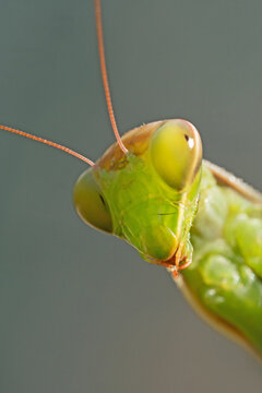 Mantis Portrait, Gottesanbeterin (Mantis religiosa)