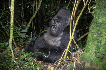 Gorille des montagnes, Gorilla beringei beringei, République démocratique du Congo