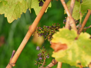 Herbst an der Mosel vom Aussichtspunkt Zummethöhe bei Leiwen und Trittenheim