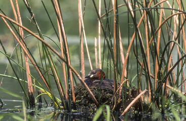 Grèbe castagneux, nid, .Tachybaptus ruficollis, Little Grebe