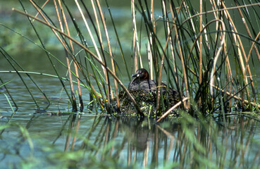 Grèbe castagneux, nid, .Tachybaptus ruficollis, Little Grebe