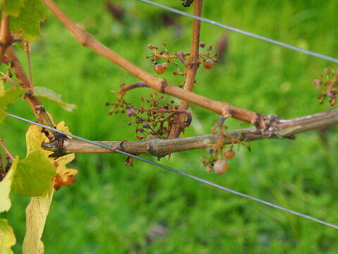 Herbst an der Mosel vom Aussichtspunkt Zummeth&ouml;he bei Leiwen und Trittenheim