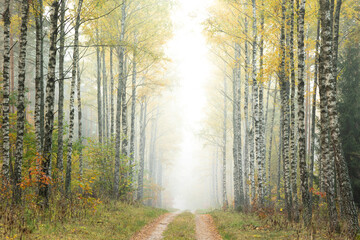 Obraz premium Autumn landscape misty foggy day in Knyszyn Primeval Forest, Poland Europa birch trees