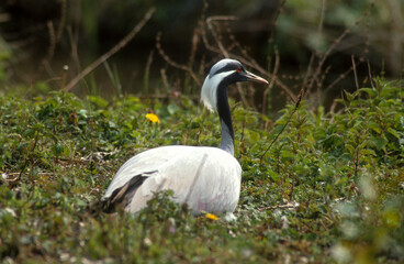 Grue demoiselle, Demoiselle de Numidie,.Grus virgo , Demoiselle Crane