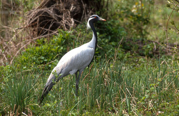 Grue demoiselle, Demoiselle de Numidie,.Grus virgo , Demoiselle Crane