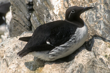 Obraz premium Guillemot de Troïl .Uria aalge; Common Murre