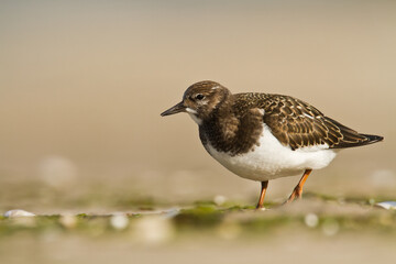 bird - Ruddy Turnstone migratory Arenaria interpres shorebird, migratory bird, Poland Europe Baltic Sea	