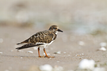 bird - Ruddy Turnstone migratory Arenaria interpres shorebird, migratory bird, Poland Europe Baltic Sea	