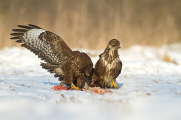 landing Common buzzard Buteo buteo in the fields in winter snow, buzzards in natural habitat, hawk bird on the ground, predatory bird close up winter bird