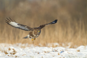 landing Common buzzard Buteo buteo in the fields in winter snow, buzzards in natural habitat, hawk bird on the ground, predatory bird close up winter bird