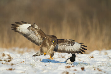 landing Common buzzard Buteo buteo in the fields in winter snow, buzzards in natural habitat, hawk...