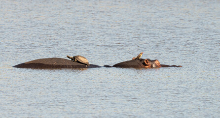 Hippopotame, Hippopotamus amphibius, Péloméduse roussâtre, Pelomedusa subrufa, Piqueboeuf à bec rouge, Red billed Oxpecker, Buphagus erythrorhynchus, Afrique du Sud