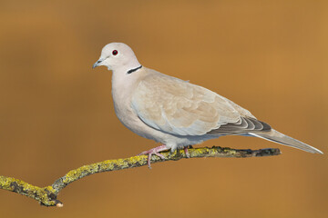 Bird Pigeon Eurasian collared dove Streptopelia decaocto bird sitting on the branch, Poland Europe	