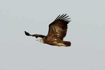 Vautour charognard,.Necrosyrtes monachus, Hooded Vulture