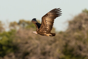 Vautour charognard,.Necrosyrtes monachus, Hooded Vulture