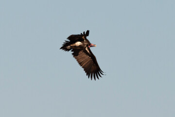 Vautour oricou,.Torgos tracheliotos,  Lappet faced Vulture