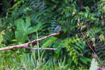 Blue-eared Kingfisher on the branch near the stream.