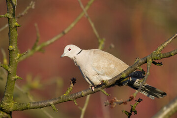Bird Pigeon Eurasian collared dove Streptopelia decaocto bird sitting on the branch, Poland Europe	