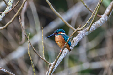 Blue-eared Kingfisher on the branch near the stream.