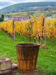 Fototapeta premium Rouffach, France - October 11, 2022: Old wooden wine container for transporting grapes in front of a vineyard along the wine road in Alsace, France