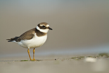 Bird Charadrius dubius, Little Ringed Plover on blurred background