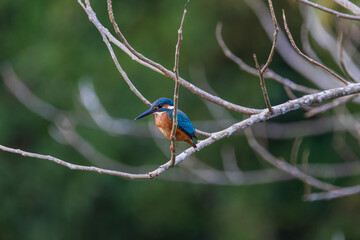 Blue-eared Kingfisher on the branch near the stream.