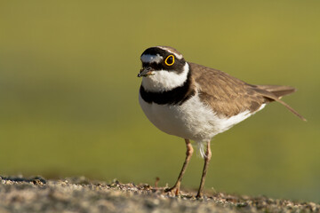Bird Charadrius dubius, Little Ringed Plover on blurred background
