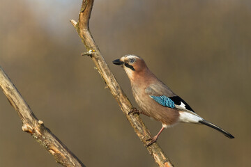 Bird Eurasian Jay Garrulus glandarius sitting on the branch Poland, Europe