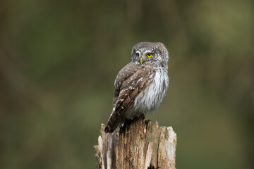 Pygmy owl Glaucidium passerinum little owl natural dark forest north parts of Poland Europe Knyszyn Primeval Forest	