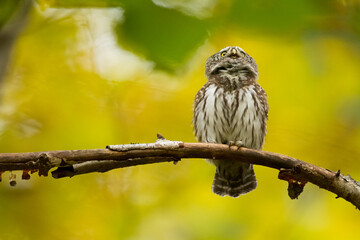 Pygmy owl Glaucidium passerinum little owl natural dark forest north parts of Poland Europe Knyszyn Primeval Forest	