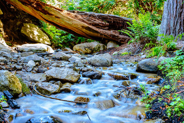 Redwood forest, Big Sur, California with stream