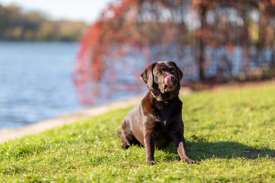 A young girl of the Labrador retriever breed of chocolate color lies on the grass on a sunny autumn day, full concentration and a look directed at a person, a tense dog lies on the river bank ready to