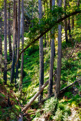 Redwood forest, Big Sur, California with trees in valley