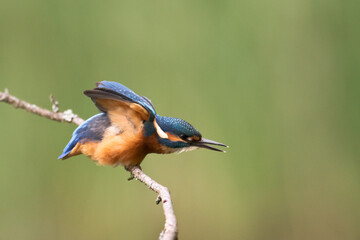 Kingfisher Alcedo atthis common kingfisher, bird - Poland, Europe