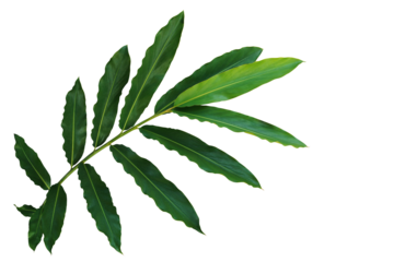 Green leaves branch of Torch ginger or wild ginger the tropical forest plant