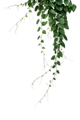 Poster Green leaves Javanese treebine or Grape ivy jungle vine hanging ivy plant bush © Chansom Pantip