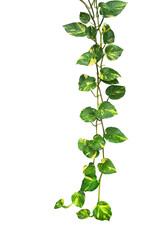 Heart shaped green variegated leaves hanging vine plant bush of devil's ivy or golden pothos tropical houseplant
