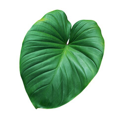 Heart shaped green leaf of Homalomena plant tropical foliage houseplant