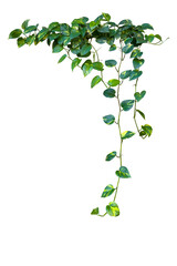 Heart shaped green variegated leaves hanging vine plant bush of devil's ivy or golden pothos...
