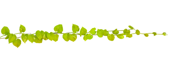 Green yellow leaves with water drops of devil's ivy or golden pothos tropical foliage vine plant