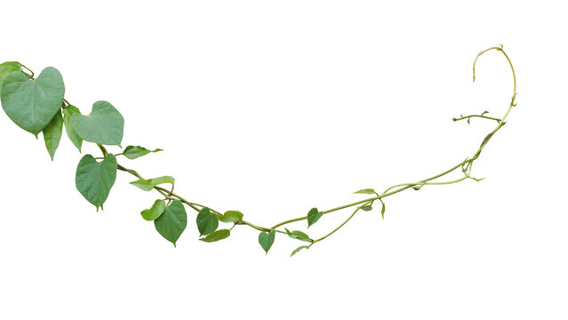 Twisted jungle vine climbing plant with heart-shaped green leaves