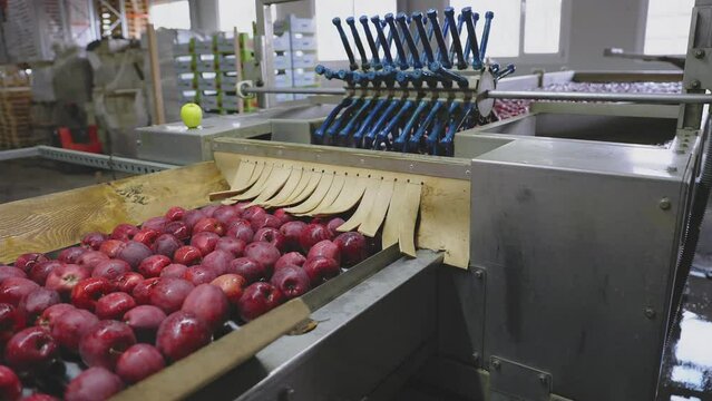 red apples on automatic sorting feed line with further packaging for sale