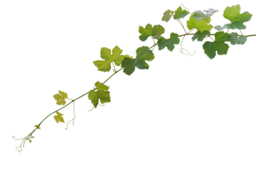 Grape leaves vine plant hanging branch grapevine with tendrils