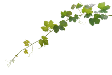  Grape leaves vine plant hanging branch grapevine with tendrils © Chansom Pantip