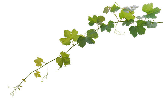 Grape leaves vine plant hanging branch grapevine with tendrils